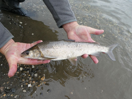 Humpback Whitefish, Kobuk River Alaska