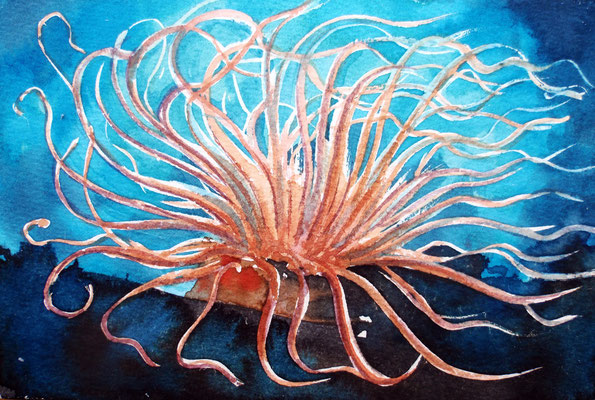 anemona, watercolor postcard size 10x15cm