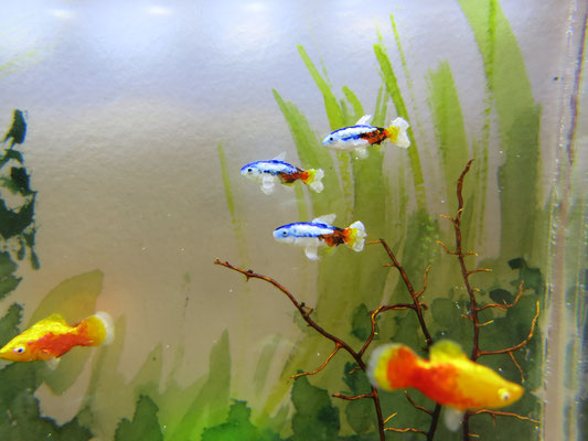 Miniature wall aquarium, size 10 x 15 x 5 cm, 1:12 scale
