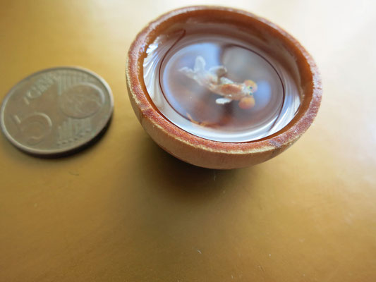 Cuenco de madera con pez ojo burbuja