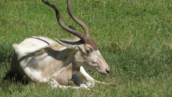 Antilope addax (Source Pixabay)