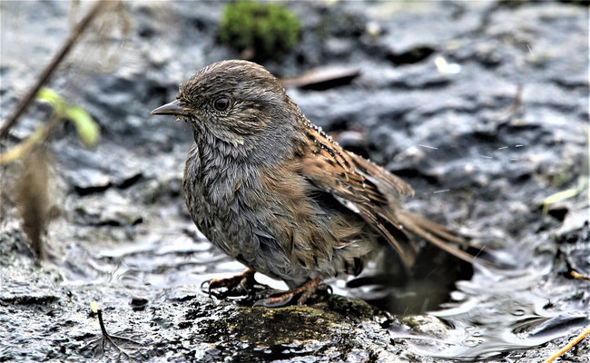 Oiseau - Accenteur Mouchet (Source Pixabay)