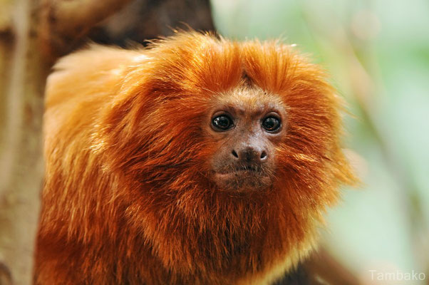 Tamarin lion doré (Photo Tambako)