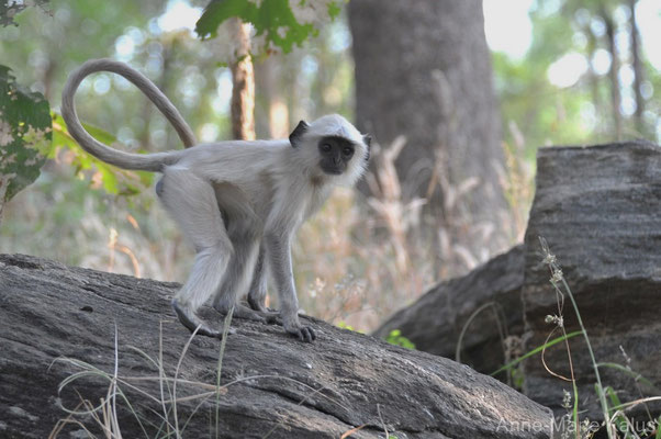 Langur sacré (Anne-Marie Kalus)