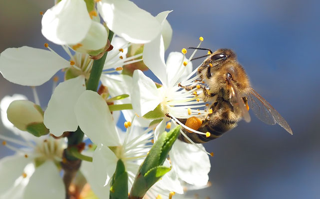 Abeille butinant une fleur (Source Pixabay)