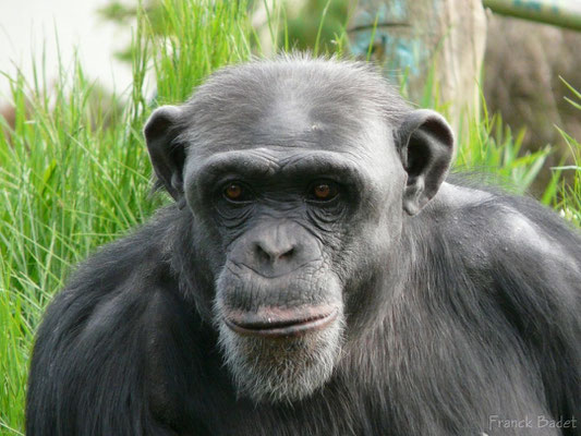 Chimpanzé (Photo Franck Badet)