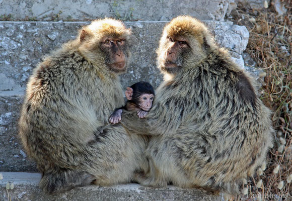 Macaque berbère (Photo Tambako)