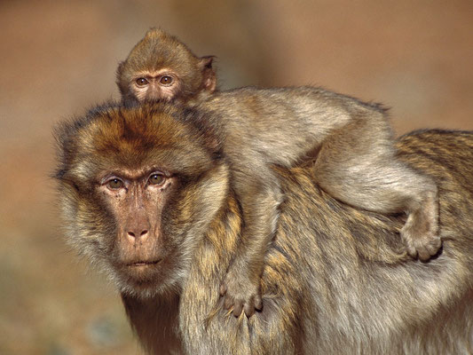 Macaque berbère 