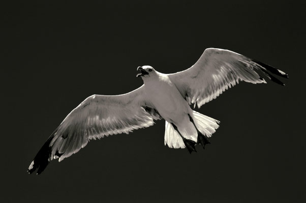 Möwe im Flug