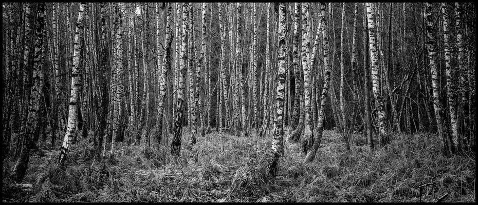 Birkenwald