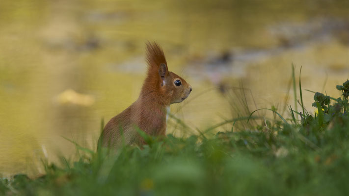 Eichhörnchen