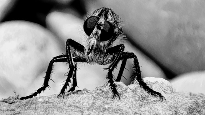Fliege in B&W