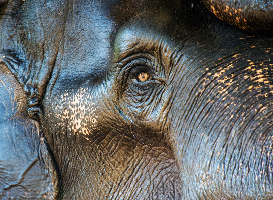 Wolfgang Claus: Das Auge des Elefanten