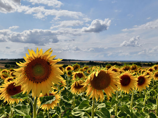 Sommertraum