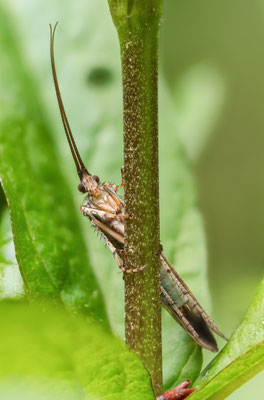 Neugierig