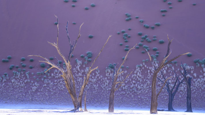 Bäume, Dead Vlei, Namibia
