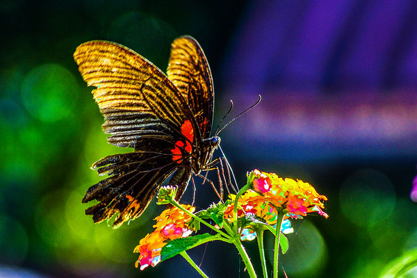Schmetterling