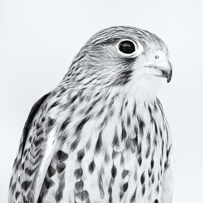 Turmfalke