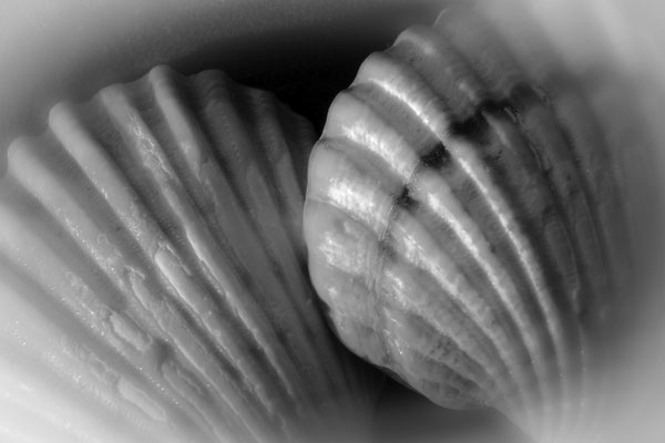 Muschelpaar
