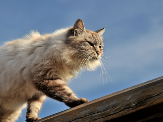Catwalk