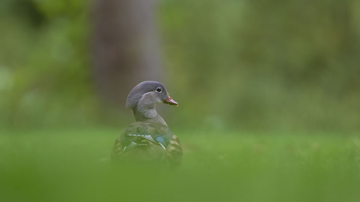 Mandarinente männlich