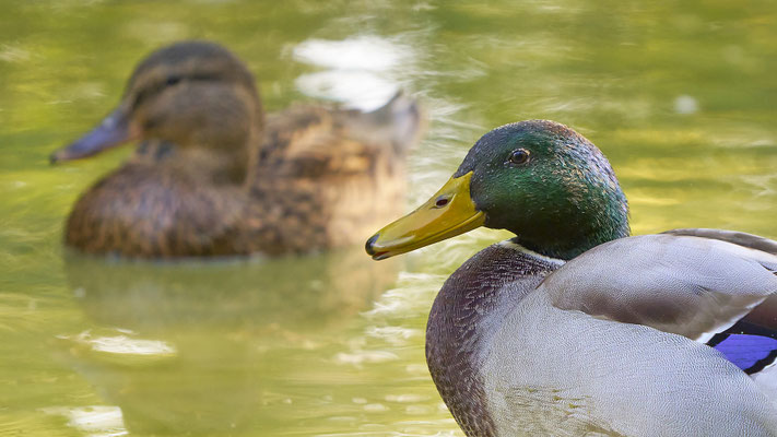 Stockente