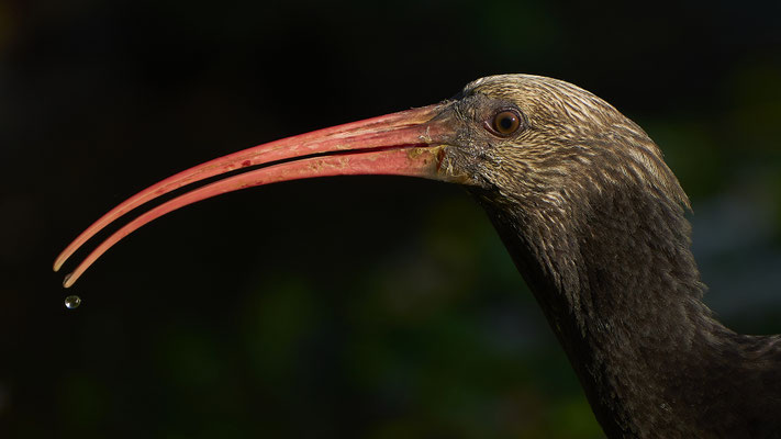 Waldrapp