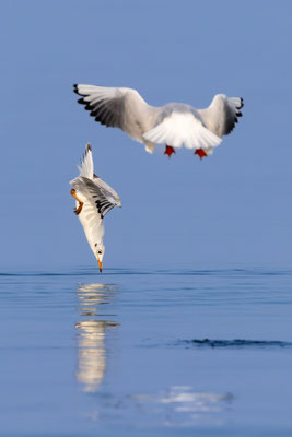 Frischer Fisch