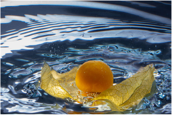 Physalis