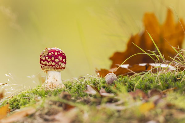 Herbstzeit