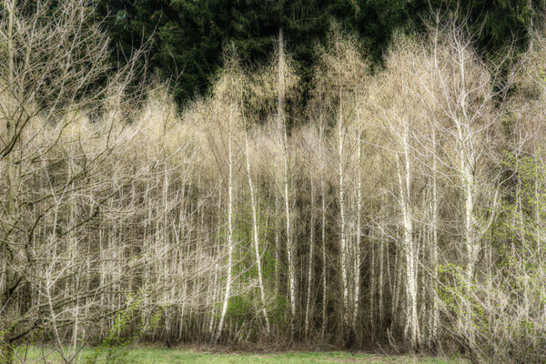 Am Birkenwald