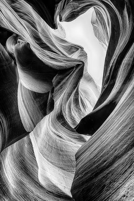 Antelope