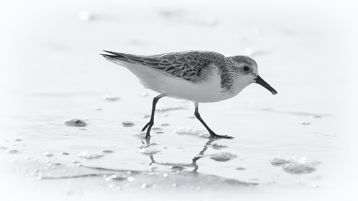 Sanderling