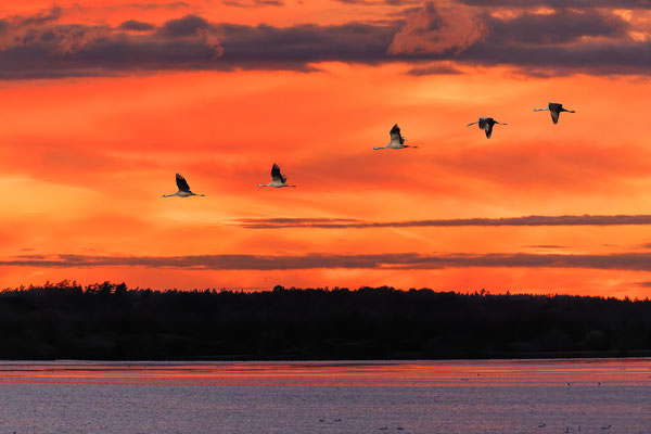 Abendflug
