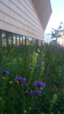 Heimische Blumenwiese