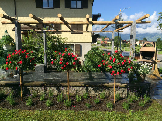 Tessinerpergola mit Rosen- und Lavendelrabatte 