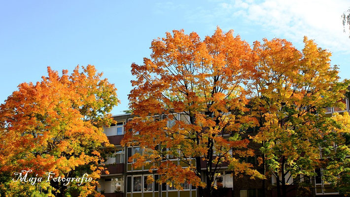 22/10/2012 goldener Oktober 2012