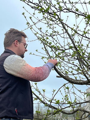 Markus Breier demonstriert pfropfen am Gewürzluiken, Topaz gut angewachsen s. Bild 1!