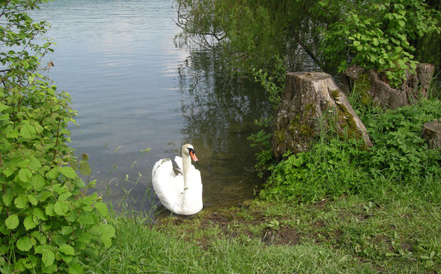 Hallwilersee-Impression mit Schwan