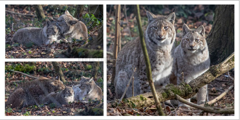 Nr. 15   Luchse im Wildpark Feldkirch 