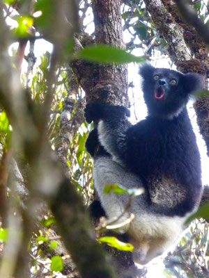 Indri indri - Photo Lorène Migeat