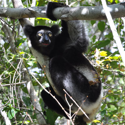 Le grand Indri indri - Photo Olivier Behra