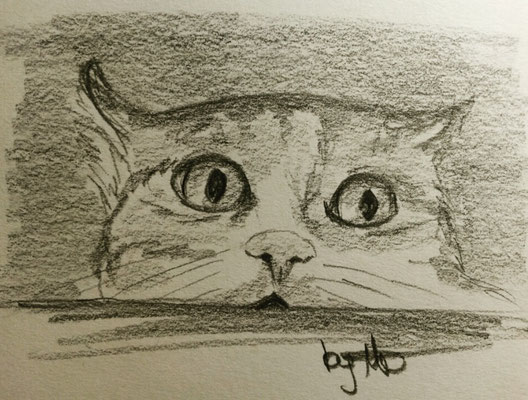 #100kittycats Nr.84