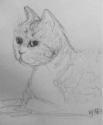 #100kittycats Nr.61