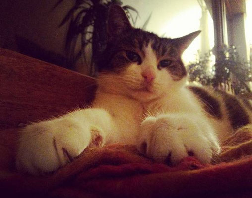 #100kittycats Nr.22... hier mal ein wenig geschummelt ;)