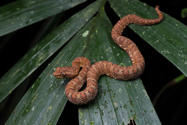 Blotched Palm Pitviper (Bothriechis supraciliaris)