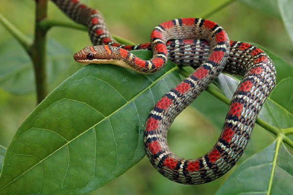 Banded Flying Snake (Chrysopelea pelias) 