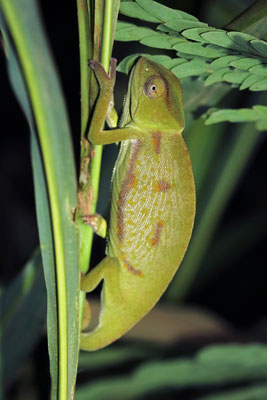 Senegal Chameleon (Chamaeleo senegalensis) 