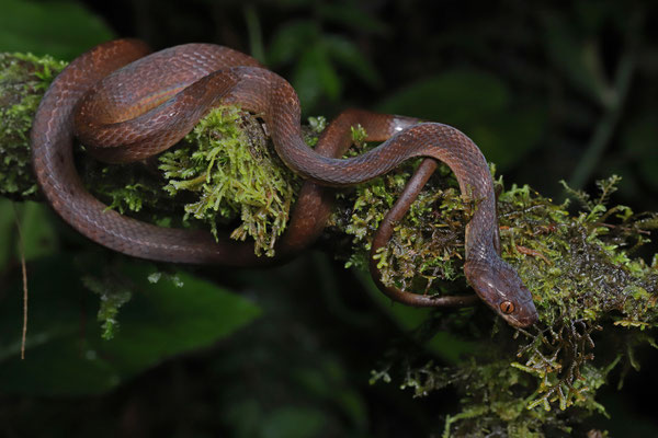In this region the Ornate Cat-eyed Snakes (Leptodeira ornata) look very distinct from other parts of the country. 