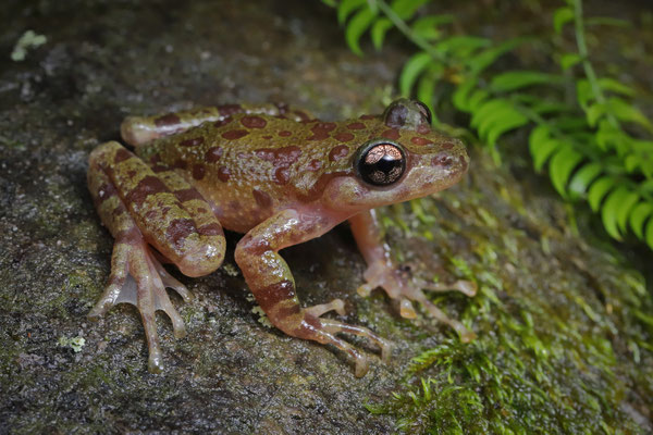 Royal Ghost Frog (Heleophryne regis) 